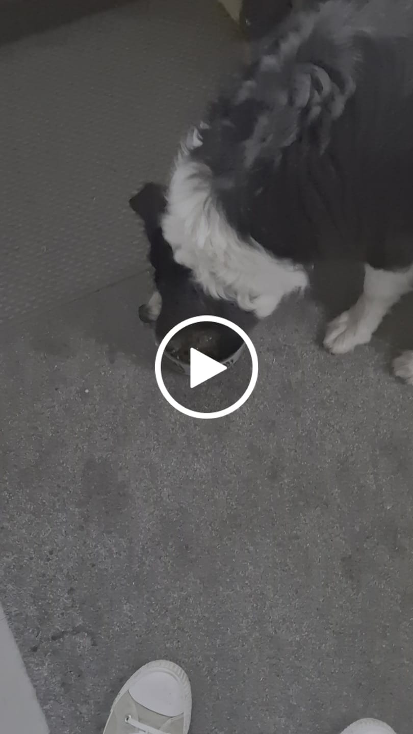 Customer video review of Beef Bone Broth for Dogs