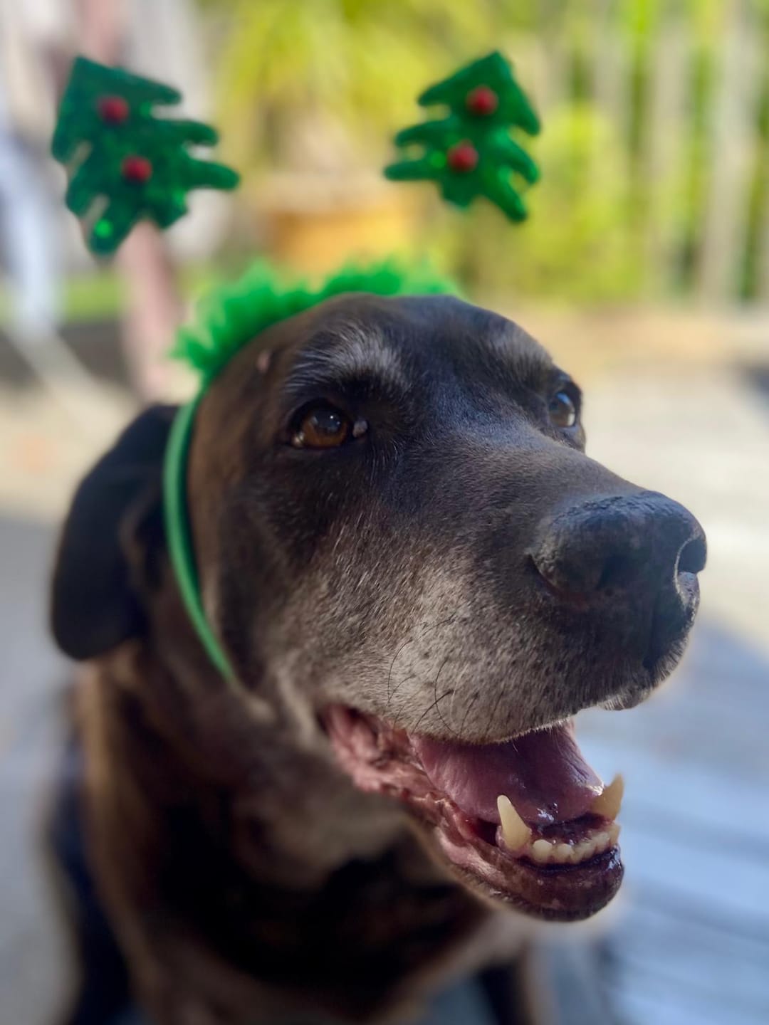 Customer photo review of Hip & Joint Health Chews for Dogs