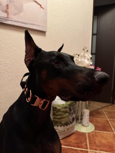 Customer photo review of Szeroka obroża z klamrą extreme - Extreme Rose Buckle Czarna