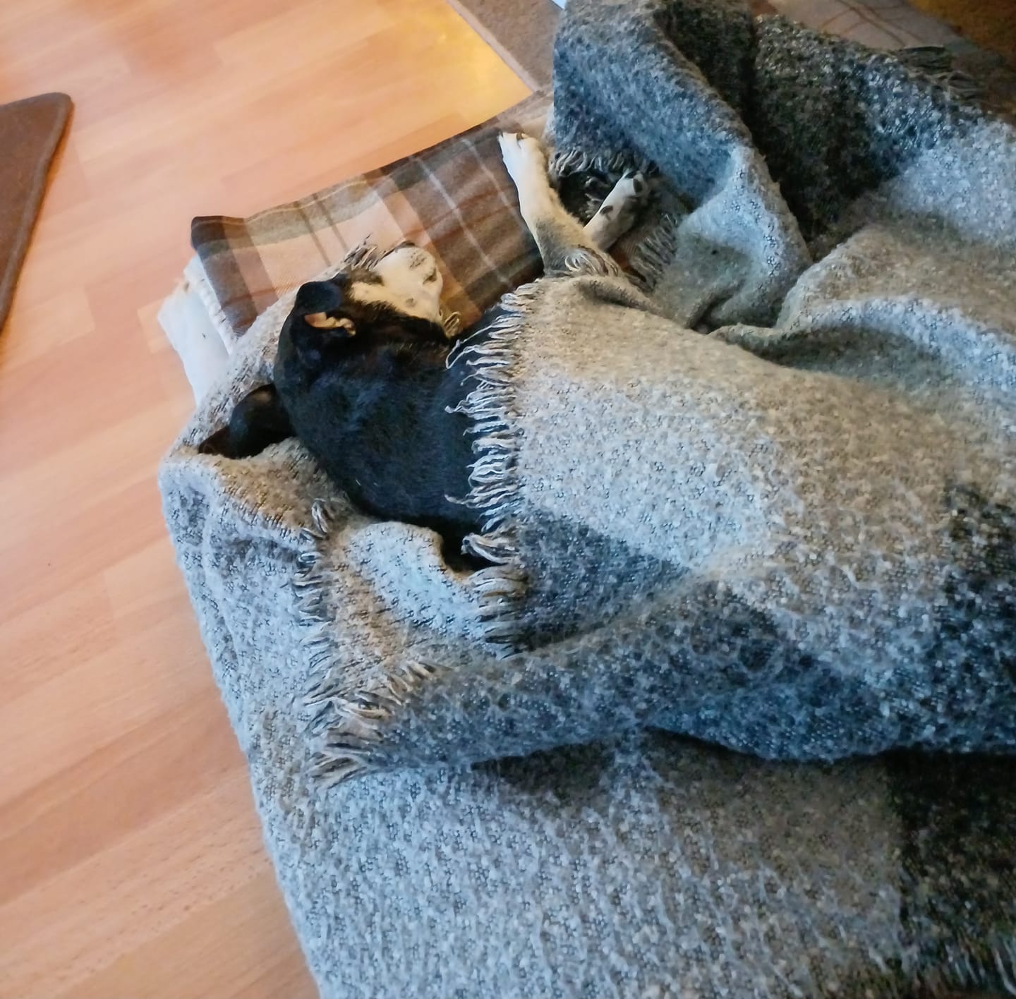 Customer photo review of Strotonin Dog Support