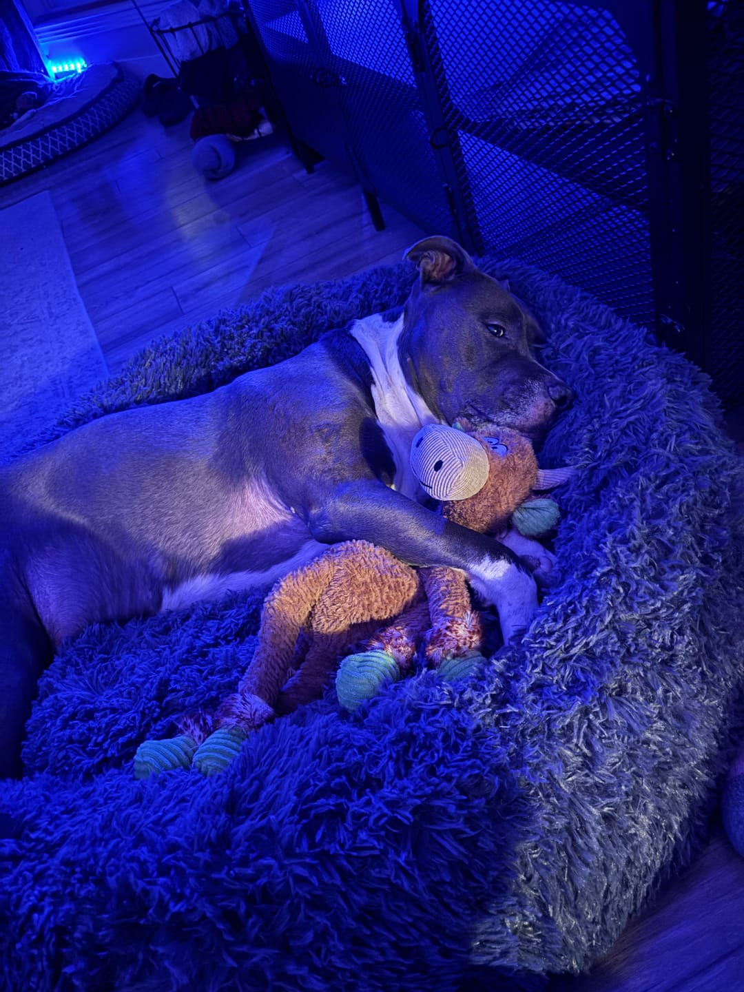 Customer photo review of Brooklyn® Deep Sleep Pet Bed