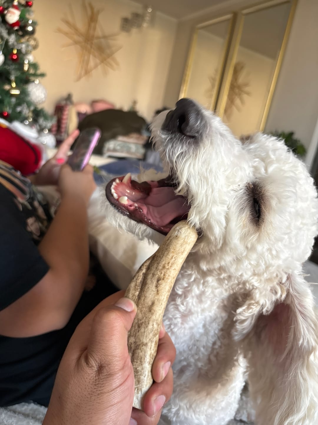 Customer photo review of Asta de ciervo para perros - Regular