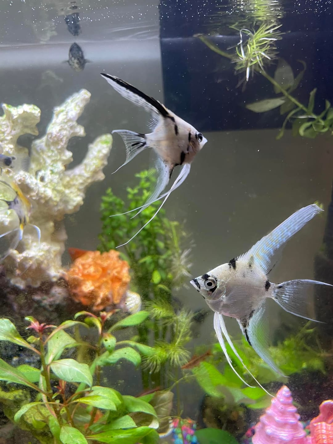 Customer photo review of Panda Angelfish