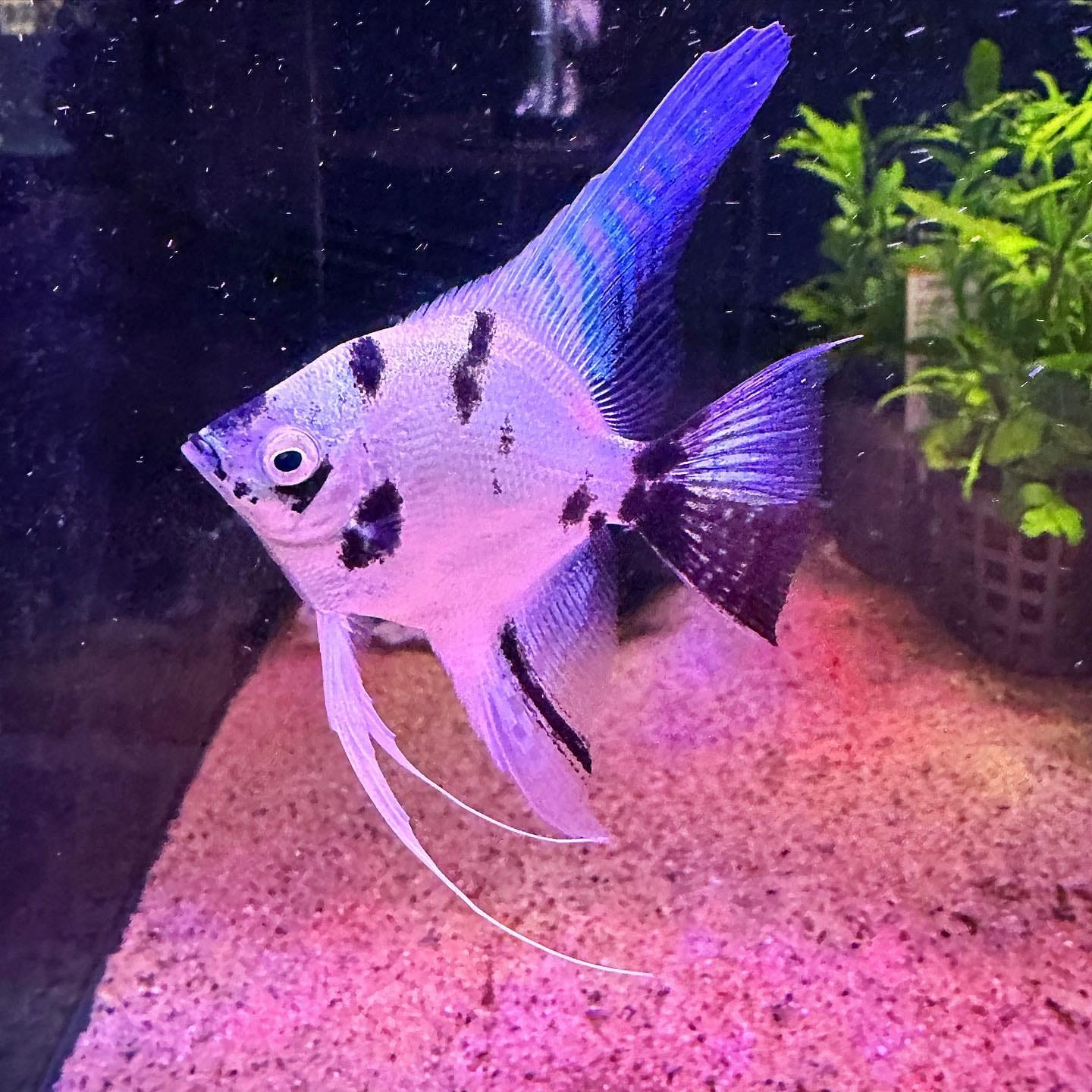 Customer photo review of Panda Angelfish