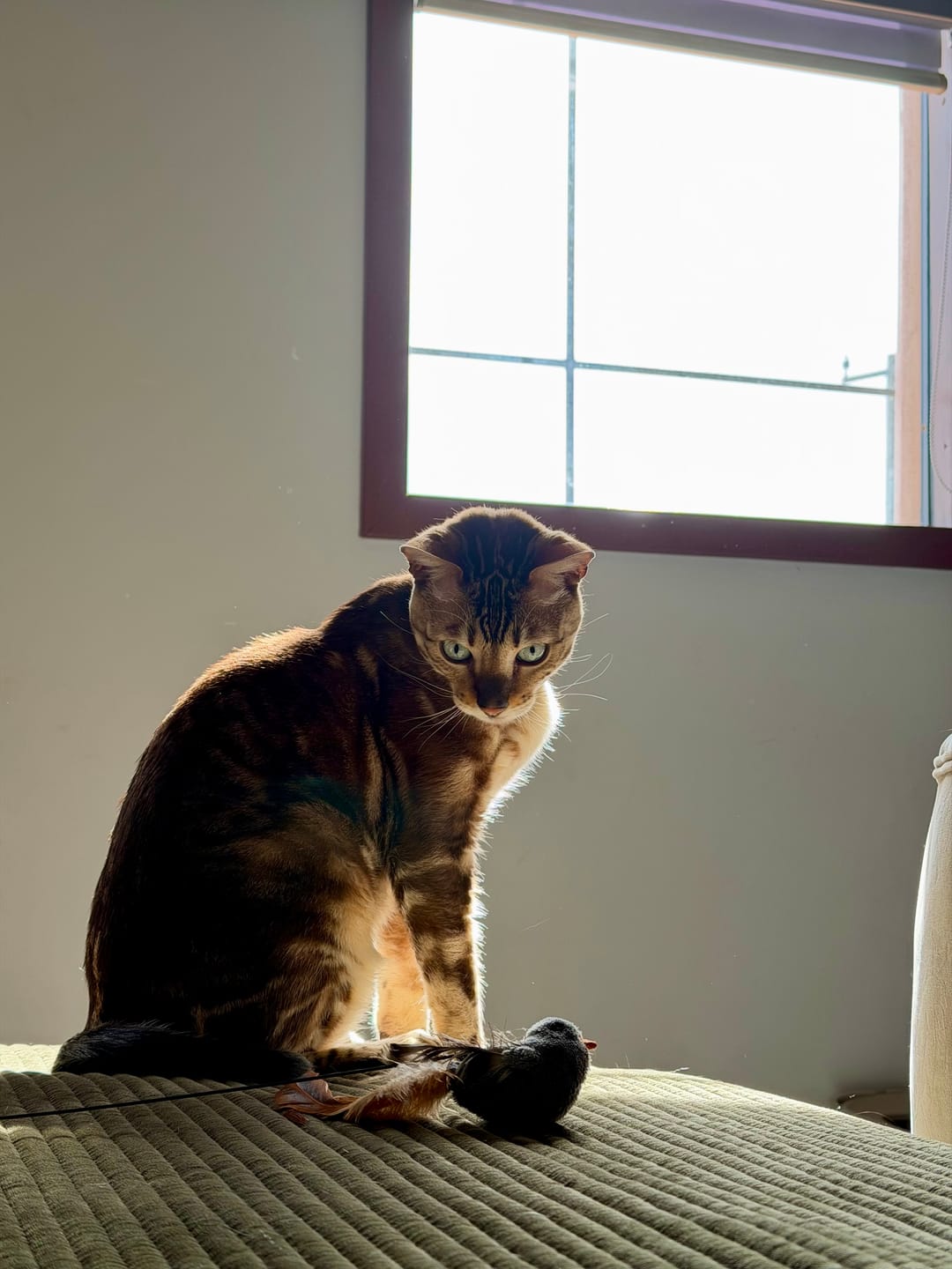 Customer photo review of Interactive Bird Simulation Cat Toy Set | Leo's Paw