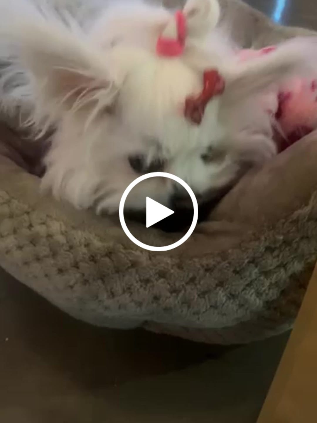 Customer video review of Chewy Ostrich Gizzard Strips: The Protein & Omega-3 Rich, Natural Dog Chew Treat