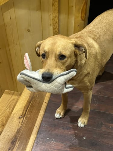 Customer photo review of K9 EarClear - Natural Remedy For Dog Ears