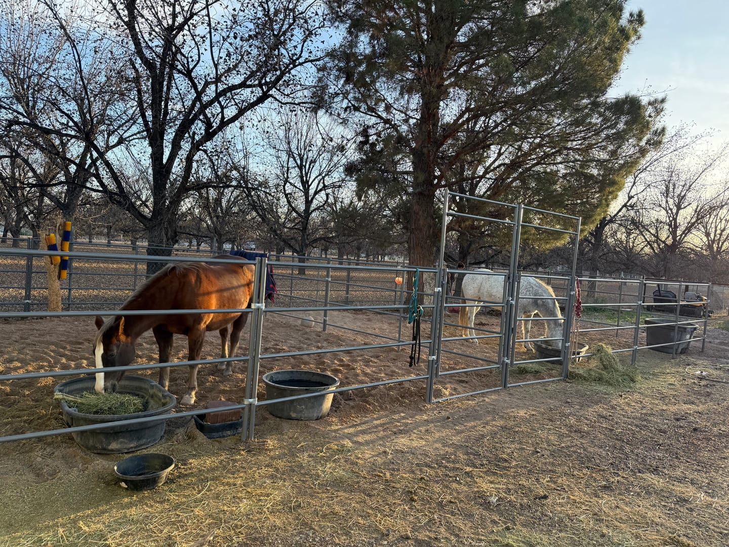 Customer photo review of Two 24x24 Horse Stalls Side-by-Side (4-rail)