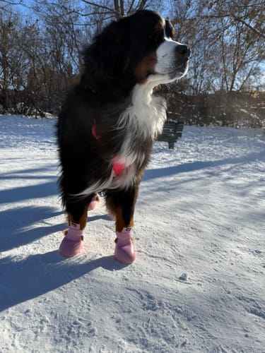 Customer photo review of WagWellies® by wagwear