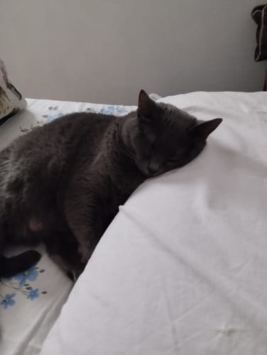 Customer photo review of Diffusore Calmante per Gatti