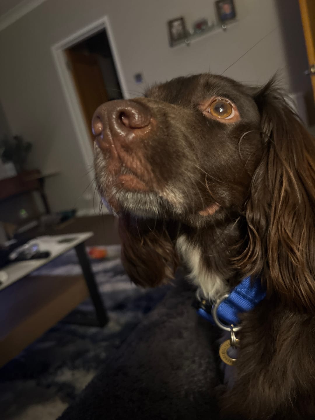 Customer photo review of Performance collar - 2.5cm (Smaller breed/Puppy) - Blue
