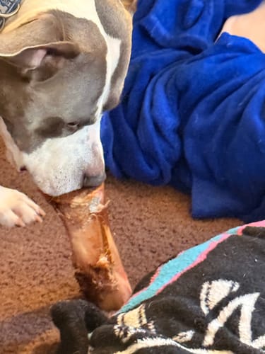 Close-up of a customer's gray and white dog chewing a large smoked marrow bone from the bundle.