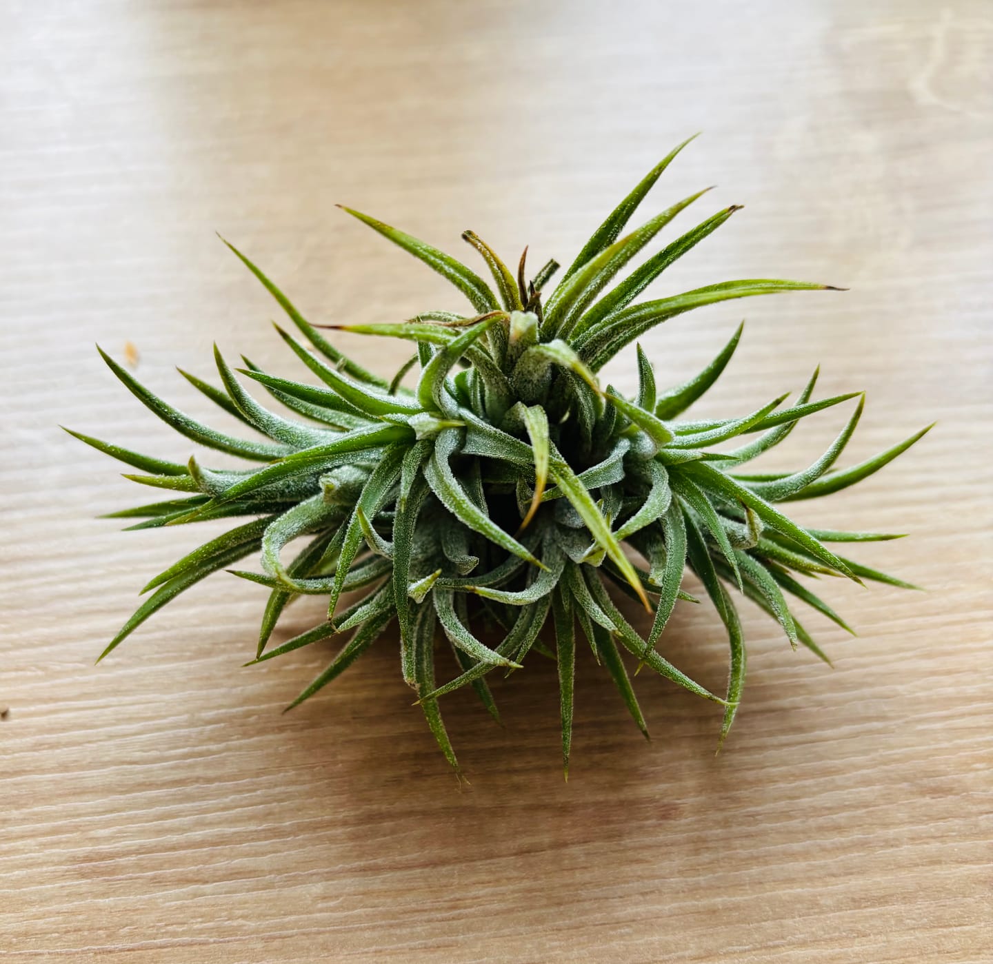Customer photo review of Tillandsia ionantha 'mexico' - PULK