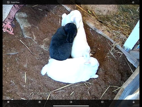 Rezensent zeigt drei Kaninchen, die auf der wärmenden, sanften Kleintiereinstreu zusammenliegen.