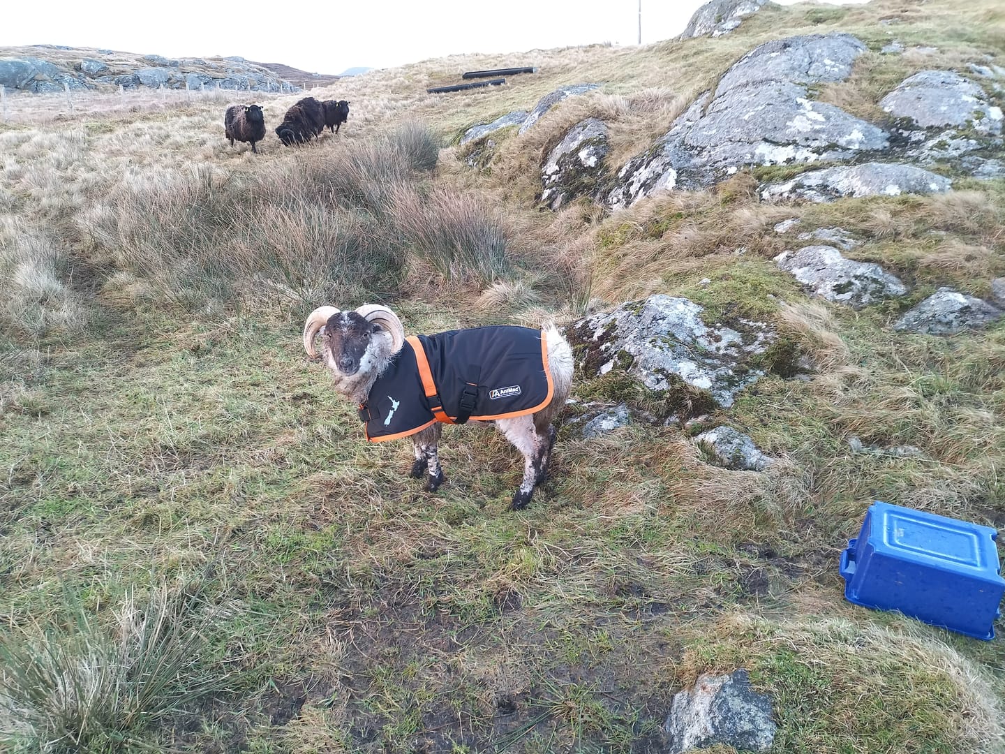 Customer photo review of Sheep Coat | Waterproof
