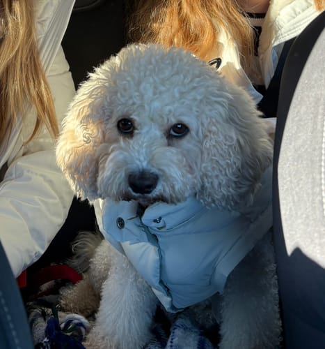 Customer photo review of Marshmallow | The Modular Puffer