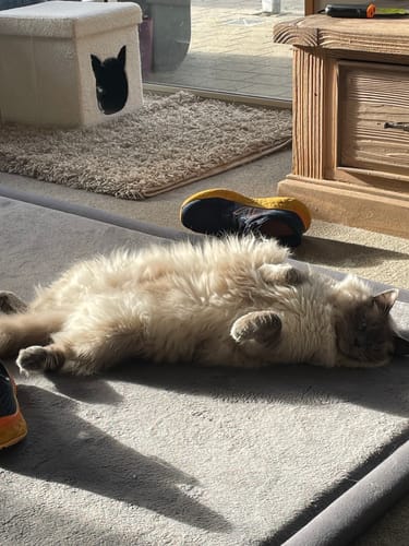 Customer photo review of Fit Litter