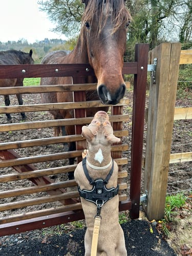 Customer photo review of 1.2m Mini Combat® Lead - Tan