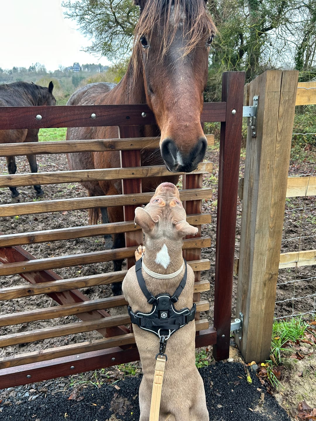 Customer photo review of 1.2m Mini Combat® Lead - Tan