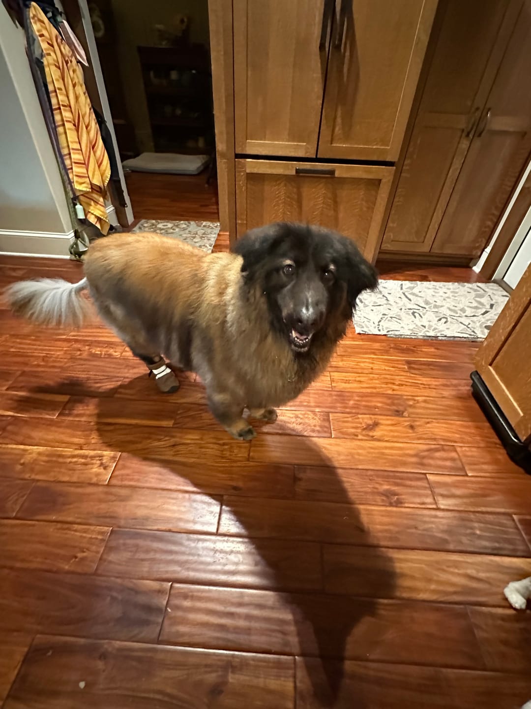 Customer photo review of Flex Shell Waterproof Dog Boots - Green