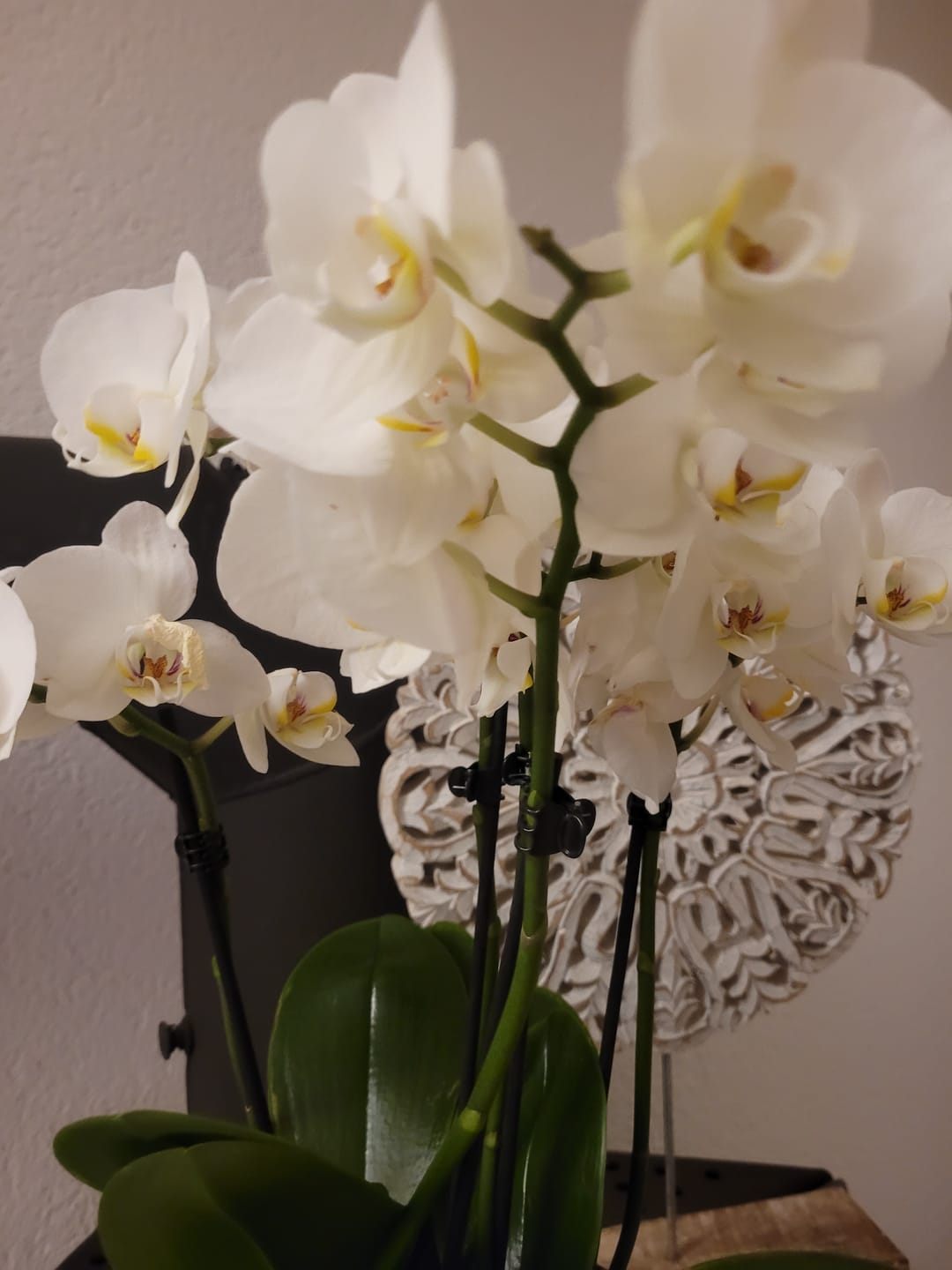 Customer photo review of Große Two of Us Weiß mit weißen Blüten und 5+ Rispen