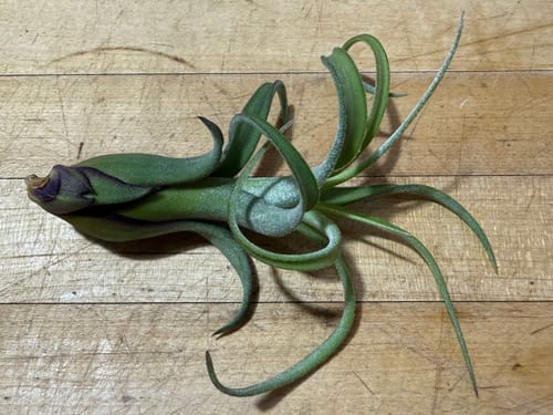 Customer photo review of Long John (pseudobaileyi x intermedia)