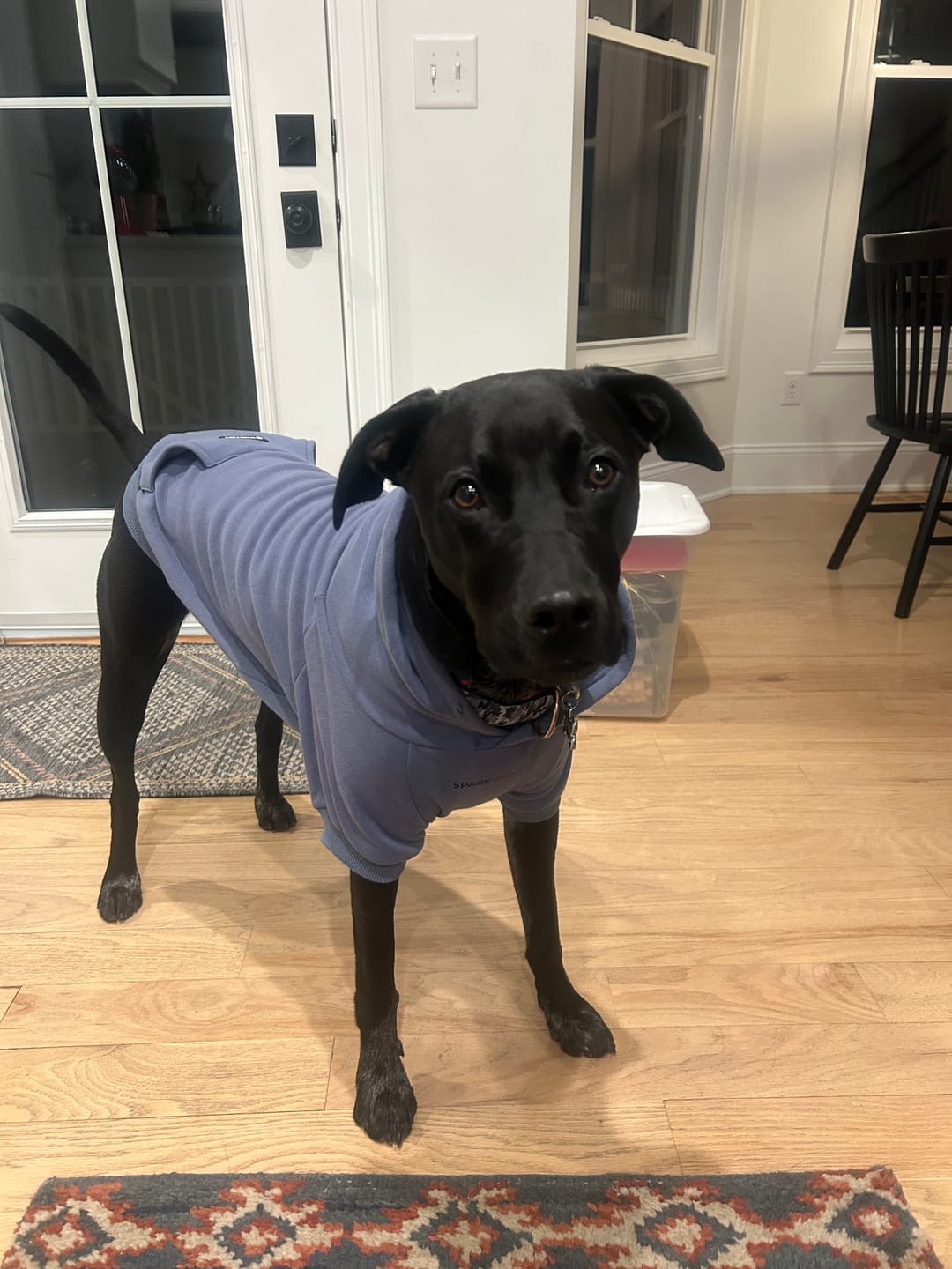 Customer photo review of Essential Human Hoodies