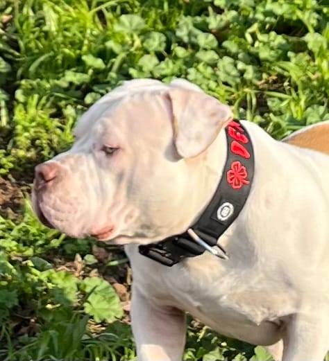 Customer photo review of 5cm Combat® Collar | NO Handle & Secure Clip - Black