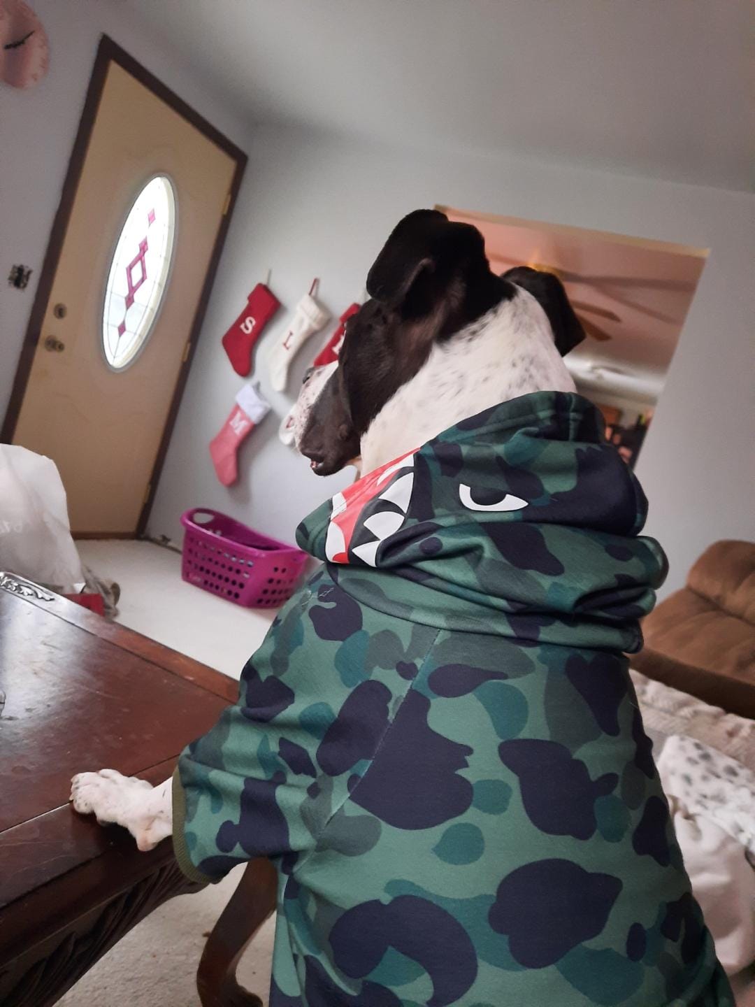 Customer photo review of Shark Monster Dog Hoodie - Green Camo