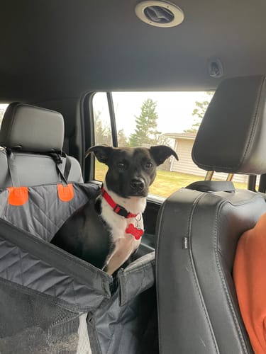 Customer photo review of RuffRover - Single Back Seat Extender
