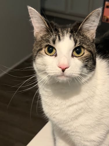 Customer photo review of Belleek Classic Artist Snowman Ornament