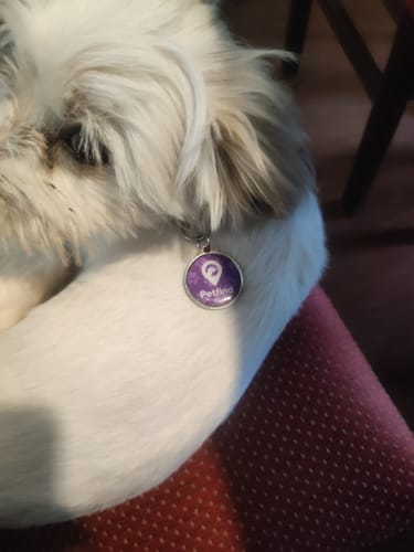 Customer photo review of Placa Morada