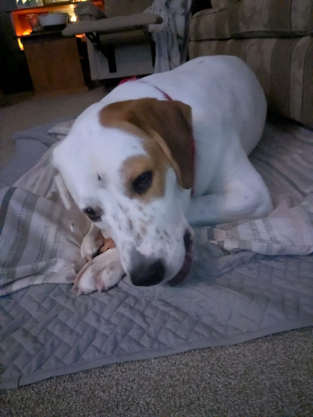 Customer photo review of 6 Inch Trachea Wrapped in Jerky