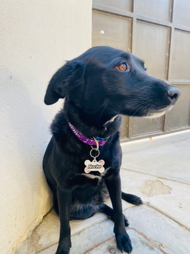 Customer photo review of Collar personalizado para Mascota: Corazones