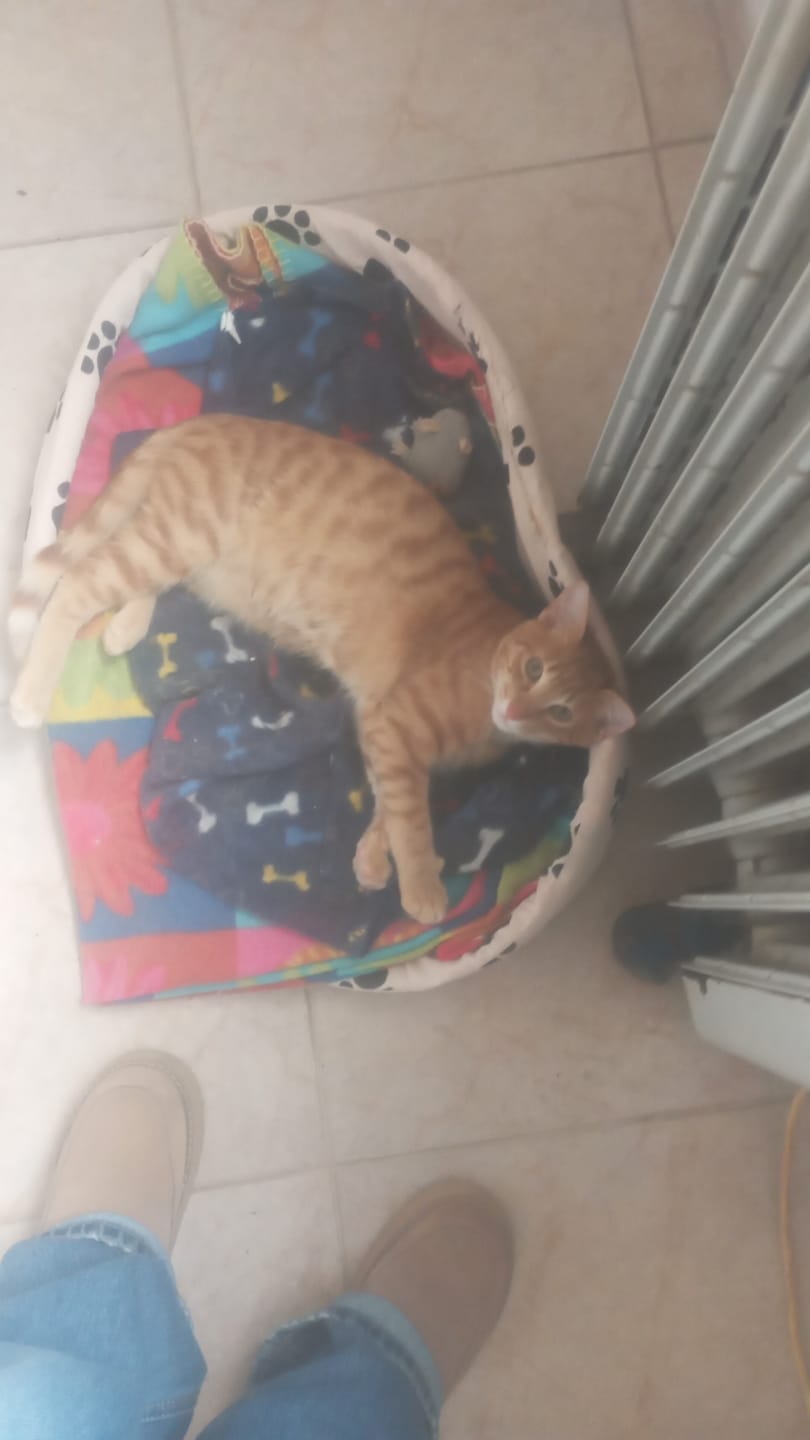 Customer photo review of Cat Adult
