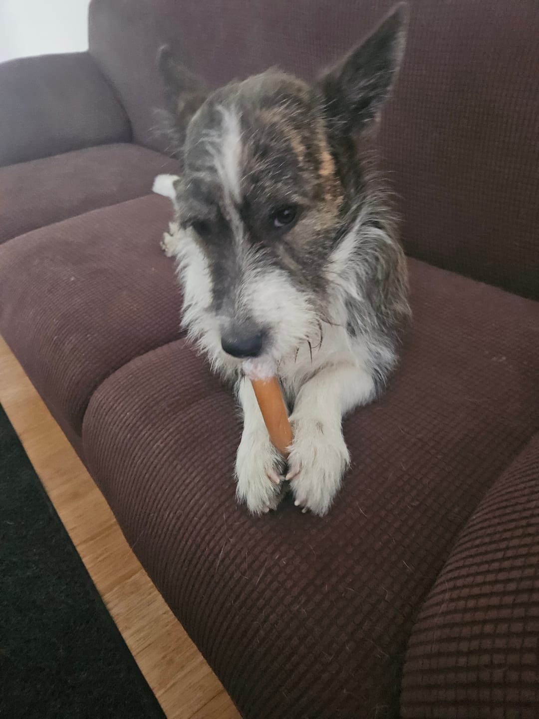 Customer photo review of Beef Cheek Sticks