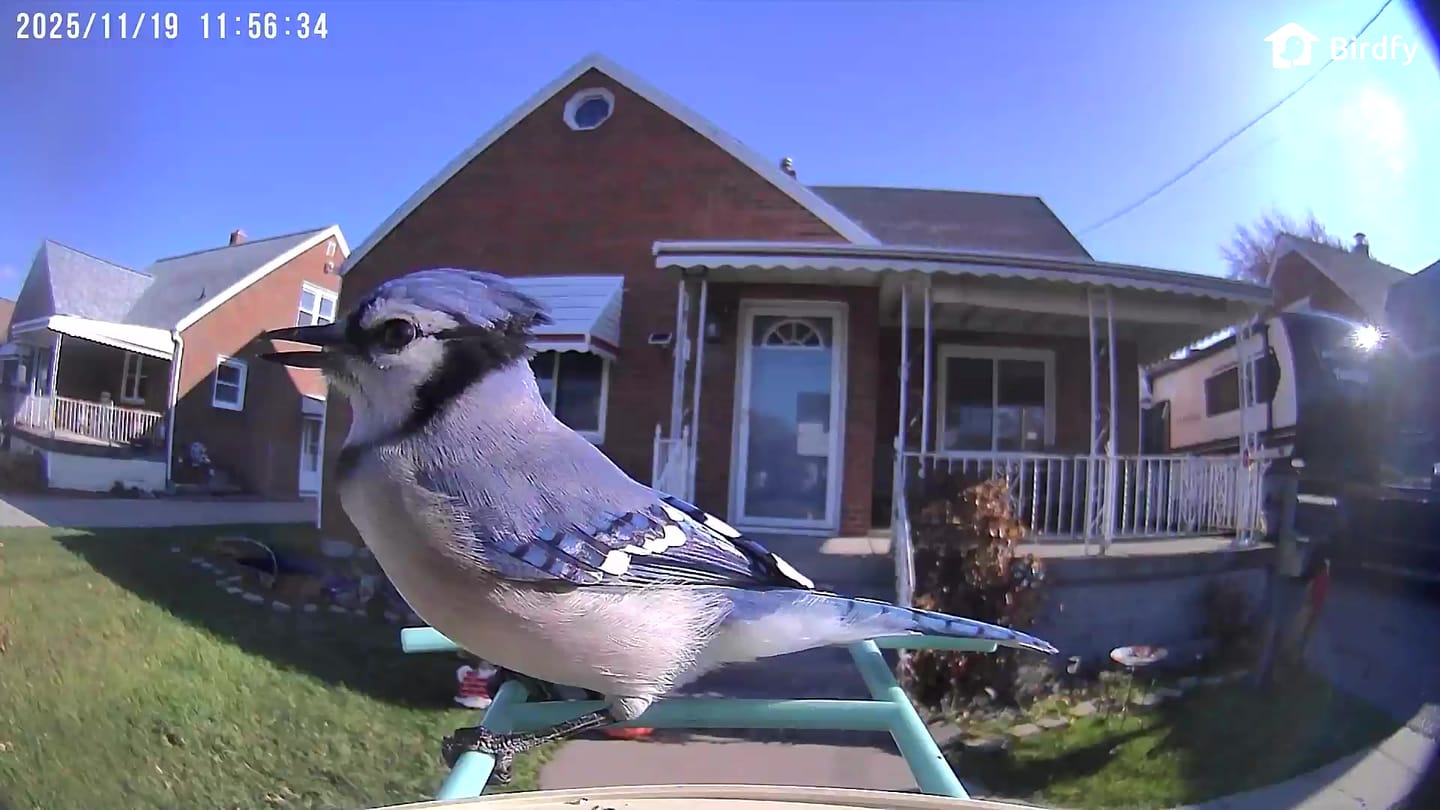 Customer photo review of Birdfy Feeder - AI-Powered Smart Bird Feeder with Camera