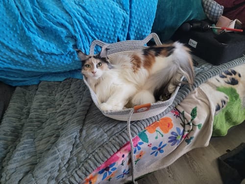 Customer photo review of Instinct Basket | Handwoven & Chemical-Free Cat Territory