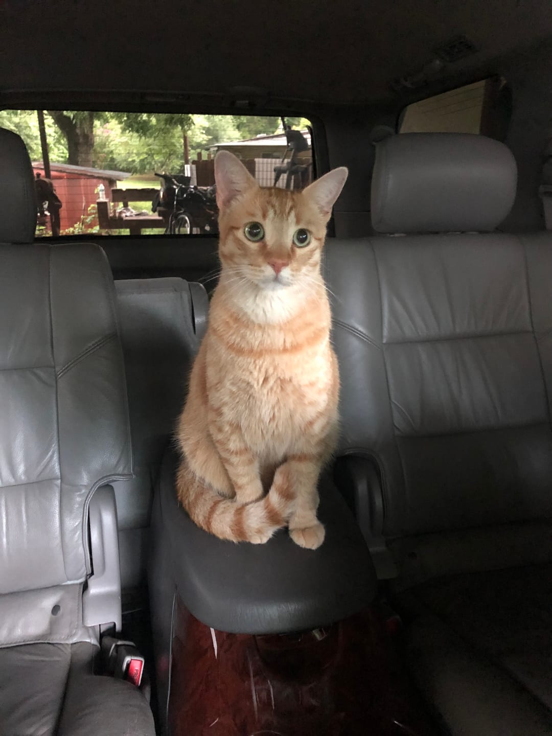 Customer photo review of Cat Dental Care & Bad Breath Remedy