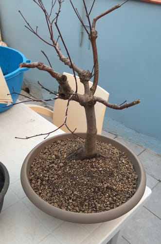 Customer photo review of SUPREMACY CB® (substrato premium ad alte prestazioni)