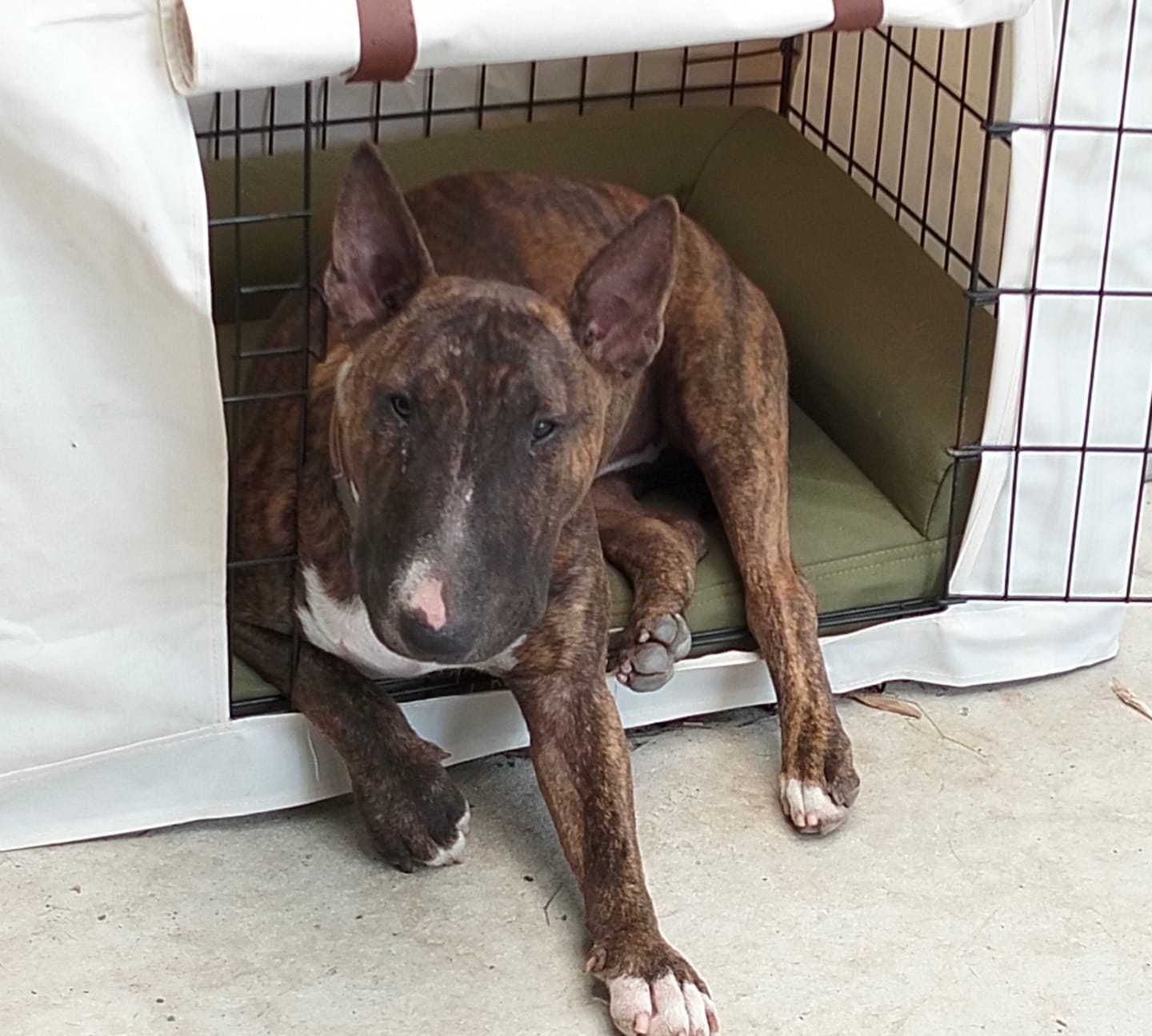 Customer photo review of Pillow Edge Crate Mat Cover