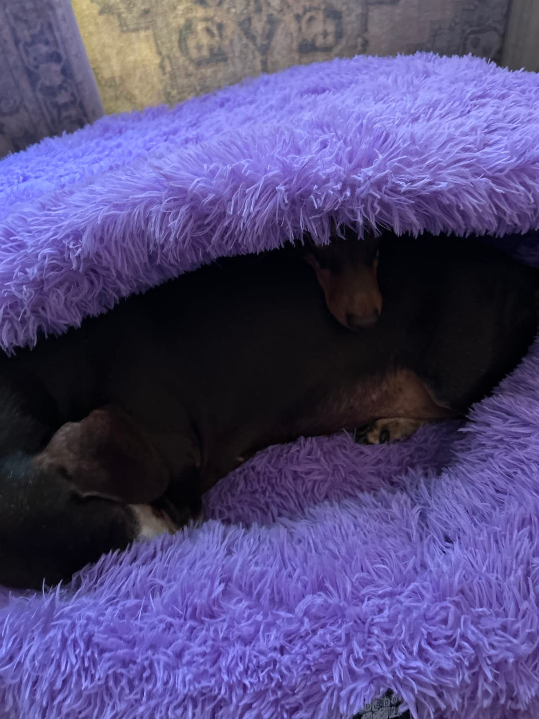 Customer photo review of Oodle-Doo Burrow Bed