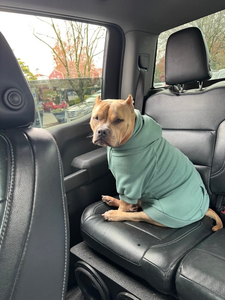 Customer photo review of Essential Dog Hoodie - Teal