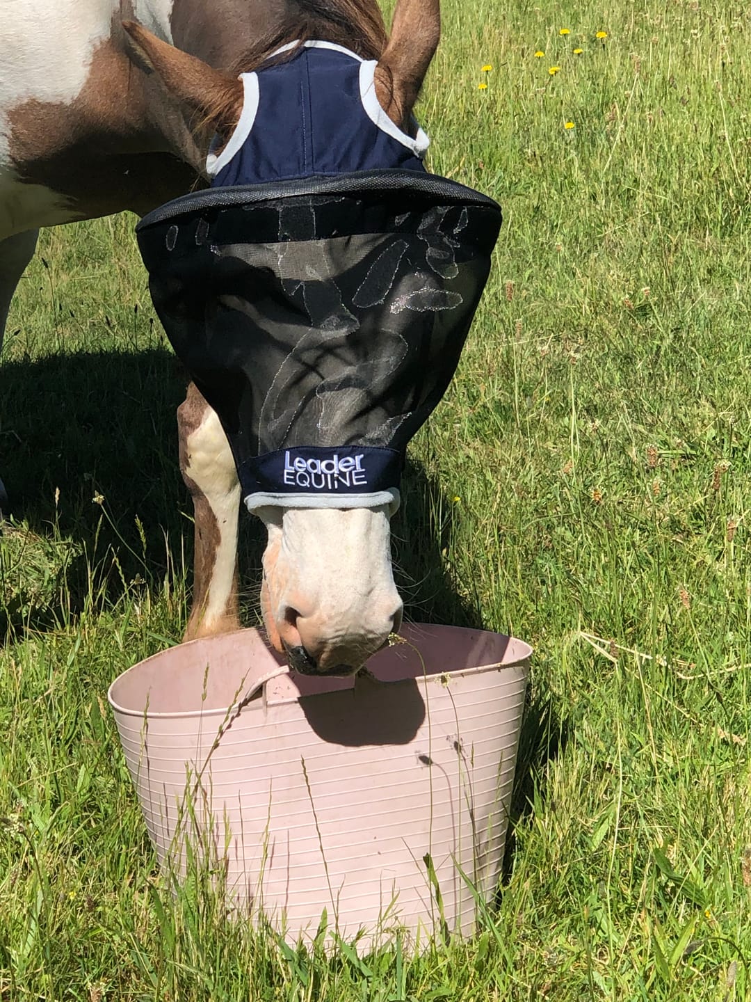 Customer photo review of LE Outback Flymask Original