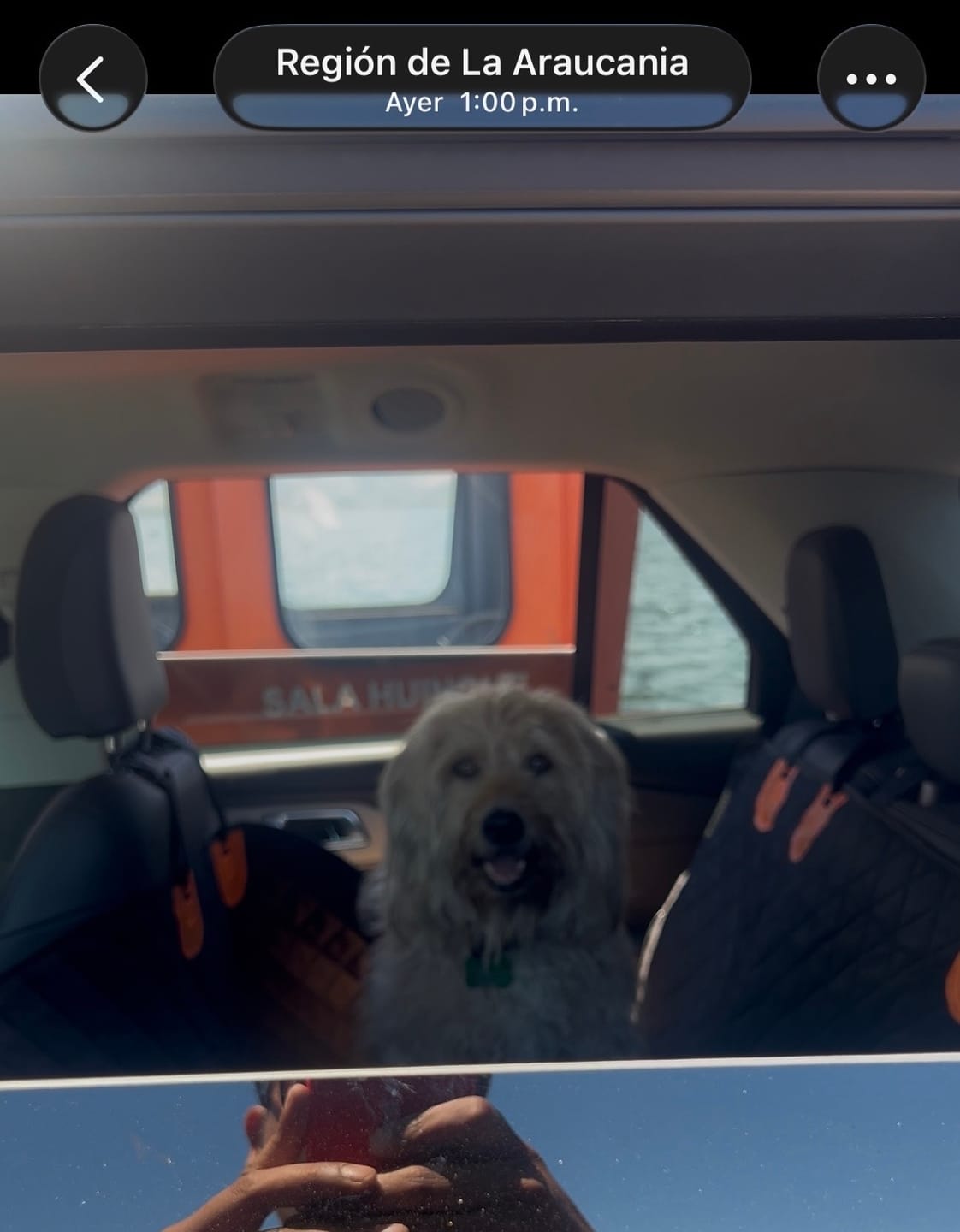 Customer photo review of Funda Impermeable THE DOGS — Auto limpio, perro seguro