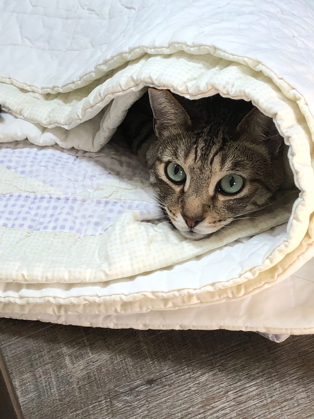 Customer photo review of Royal Canin Veterinary Diet - Urinary SO + Hydrolyzed Protein Dry Cat Food