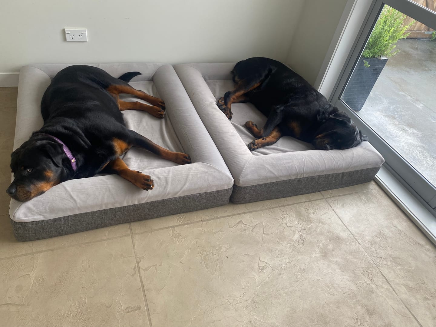 Customer photo review of Orthopaedic Memory Foam Bed