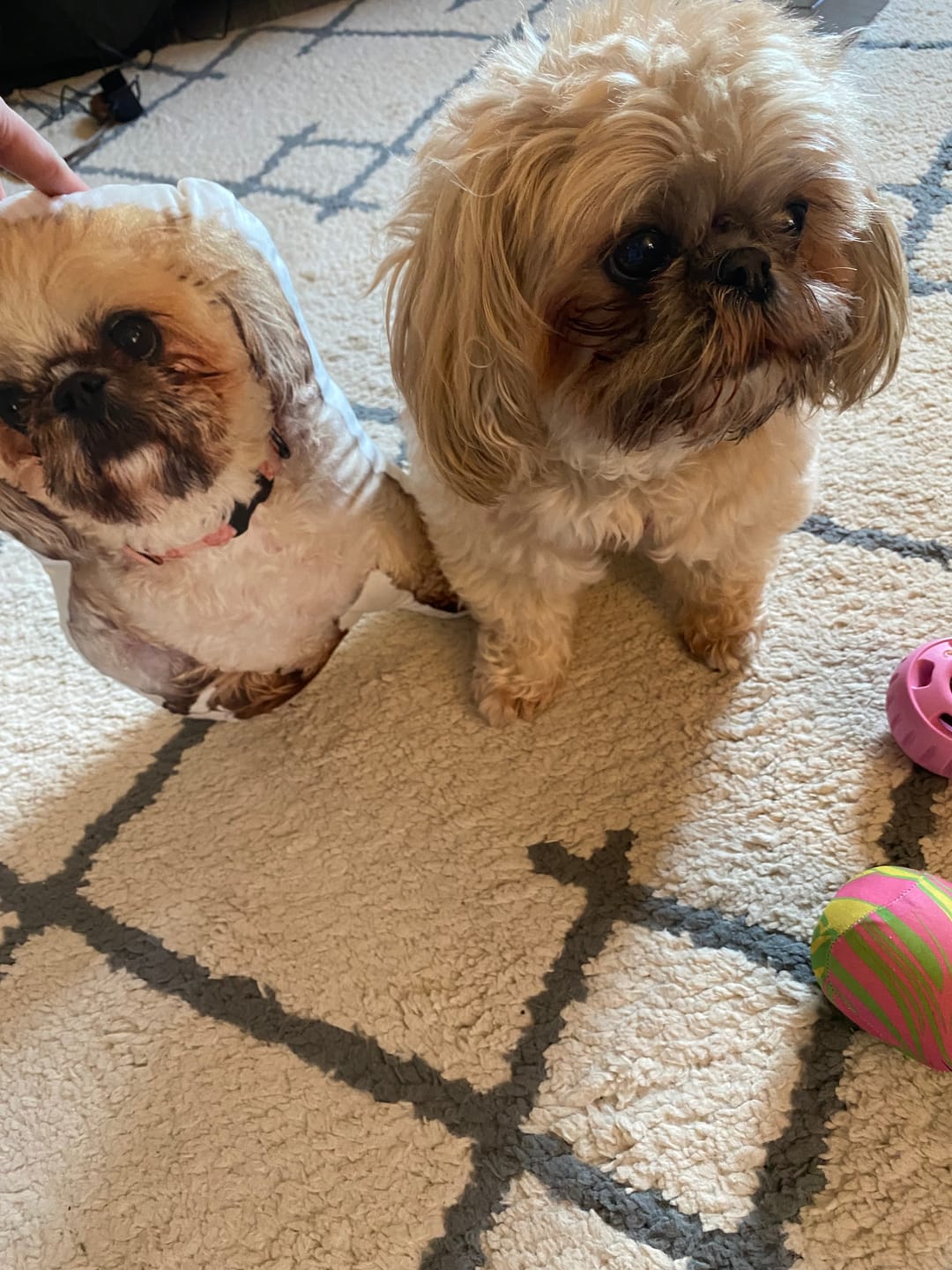 Customer photo review of Pet Pillow Looks Like Your Pet, Customize Dog Shaped Pillow with Pet Photo - ThePetPillow