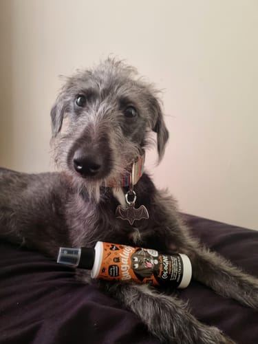 Customer photo review of Spooky Edition: Pumpkin Latte Dog Cologne