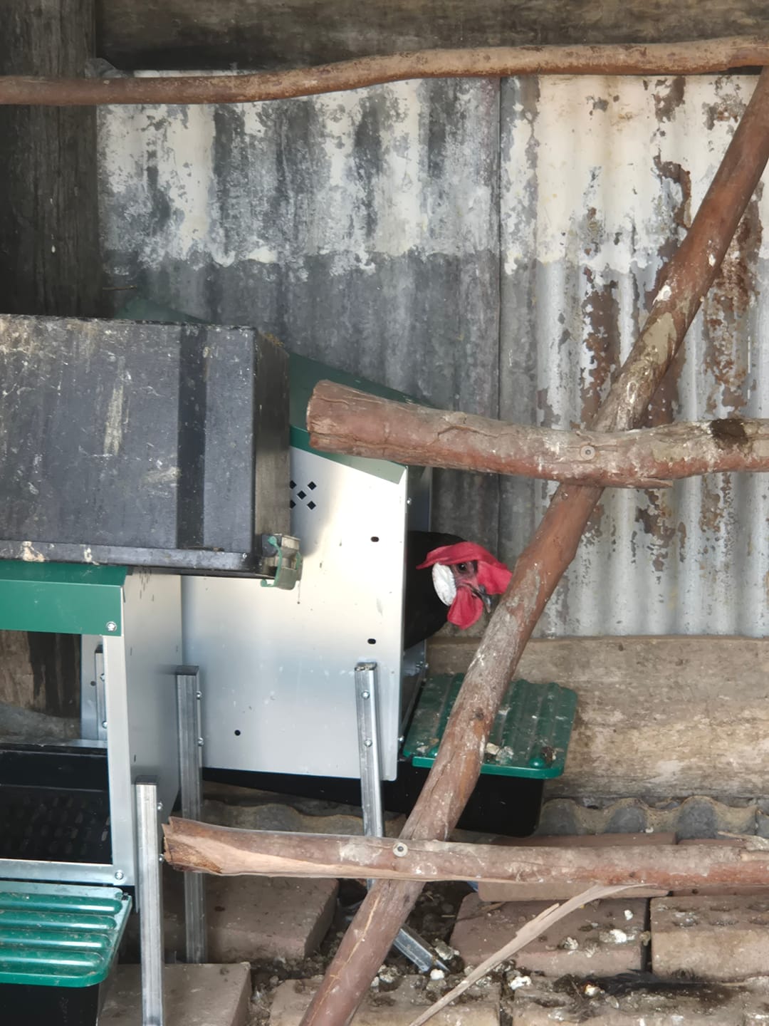 Customer photo review of Pets Gear Metal Chicken Laying Nest Box Roll Away Green